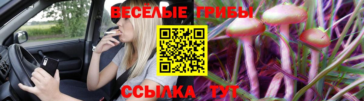 Галлюциногенные грибы Psilocybine cubensis Красногорск